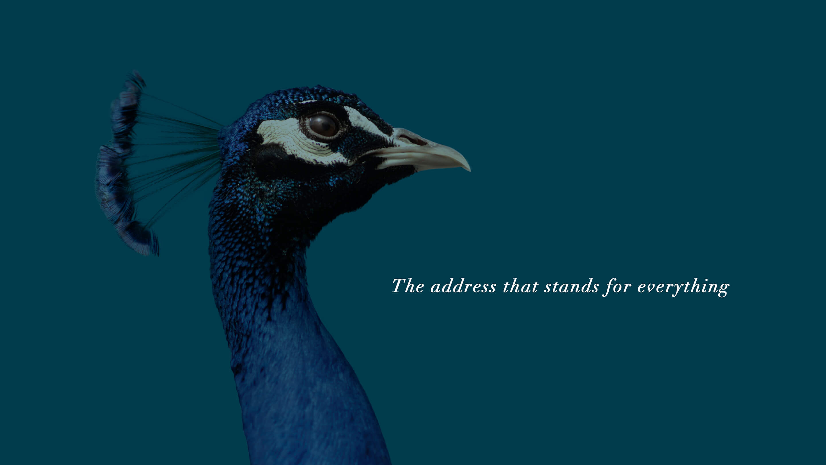 Bird with Broadstone Winter Park saying - The address that stands for everything
