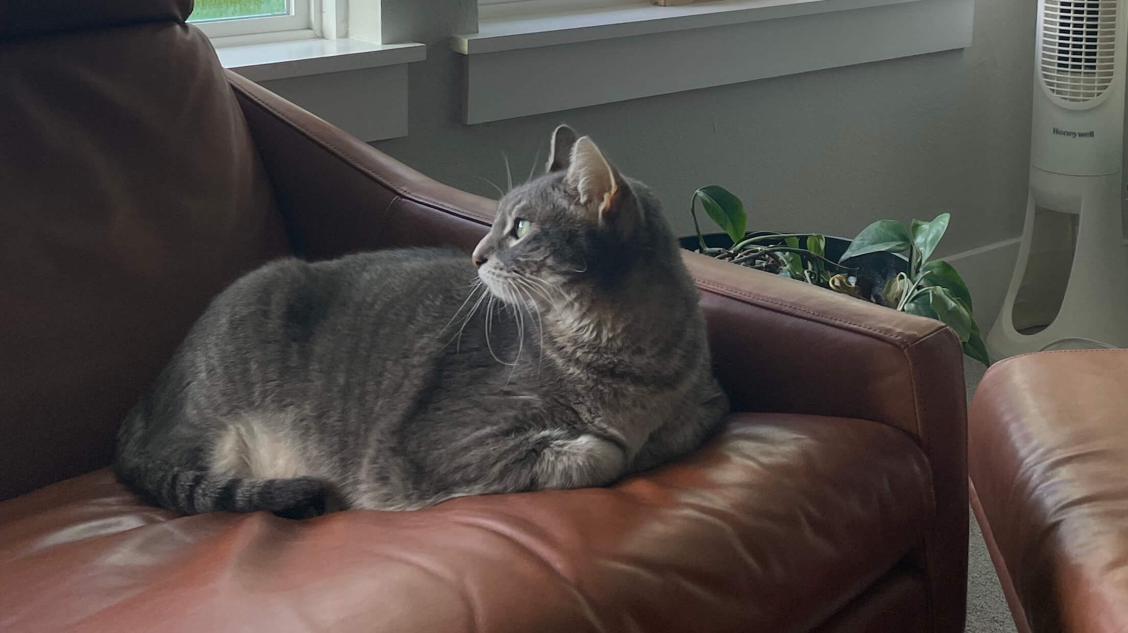 Kelsey's cat Zeus looks out the window