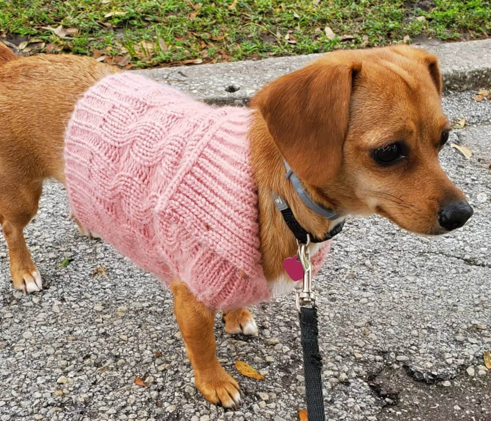 Sarah's dog Ginger dressed in a sweater