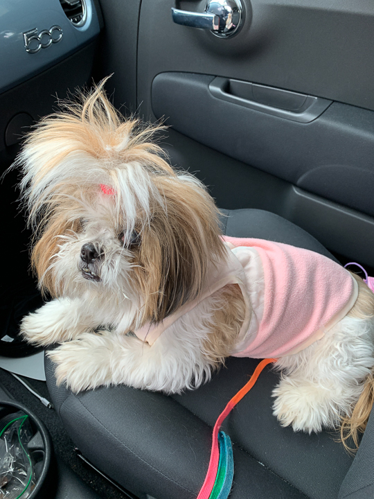 Small fluffy dog wearing a pink hoodie sitting on a car seat
