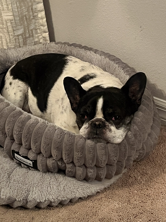 Black and white French bulldog resting in a plush gray dog bed on carpet