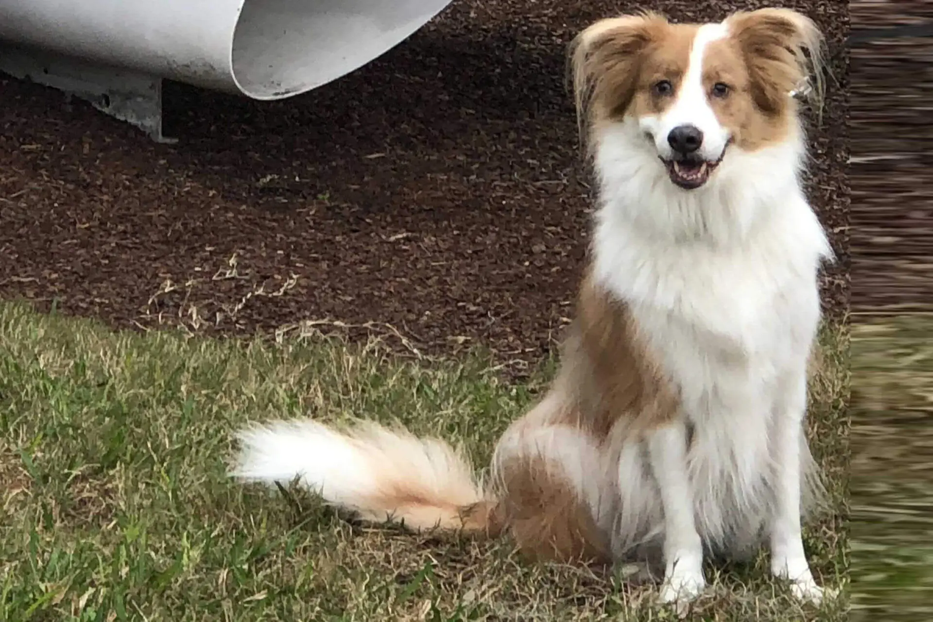 Heather Wilson's Dog